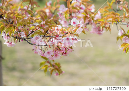 大阪の桜 121727590