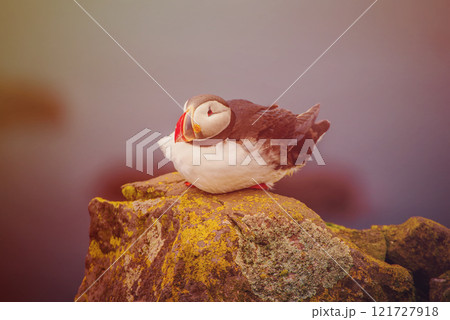 Single atlantic puffin in Iceland, animal outdoor background Single atlantic puffin in Iceland, animal outdoor background 121727918