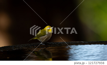 水辺に佇むメジロ 121727938