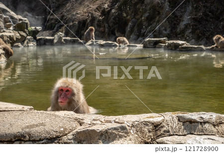 japanese monkeys in the wild filmed close japanese monkeys in the wild filmed close 121728900