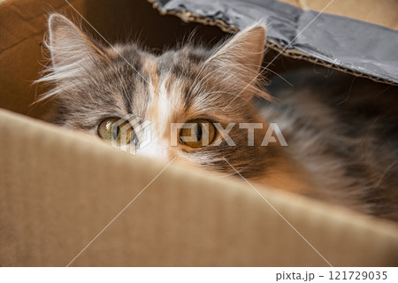 Bright funny cat hide in craft paper box Bright funny cat hide in craft paper box 121729035