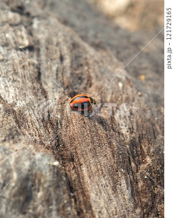 Striped Ladybug on Wood Surface 121729165