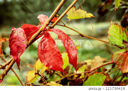 Vibrant red Autumn leaves, a fall background. Colorful leaves on a vine Vibrant red Autumn leaves, a fall background. Colorful leaves on a vine 121730419