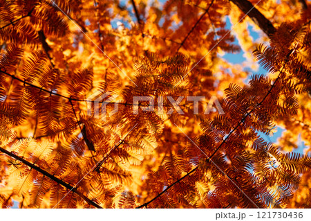 Autumn scene featuring the vivid golden-orange leaves of Metasequoia glyptostroboides, also known as Dawn Redwood, illuminated by sunlight and contrasted with a bright blue sky. 121730436