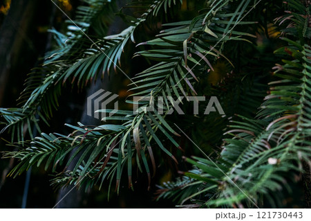 Wollemia nobilis, Close-Up of Wollemi Pine Branches in Low Light 121730443