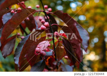 Euonymus carnosus (Fleshy Spindle) Branch with Pink Berries and Autumn Leaves 121730444