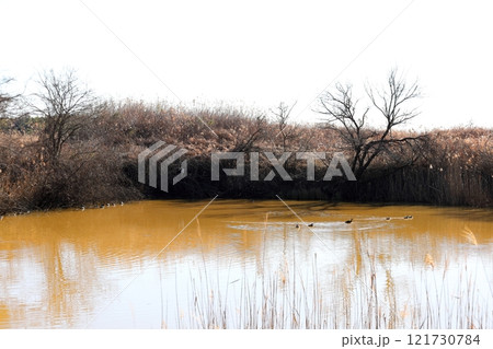 渡良瀬遊水地のヨシガモ池 渡良瀬遊水地のヨシガモ池 121730784
