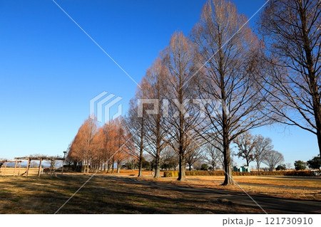 渡良瀬遊水地・子供広場ゾーンのメタセコイア並木 121730910