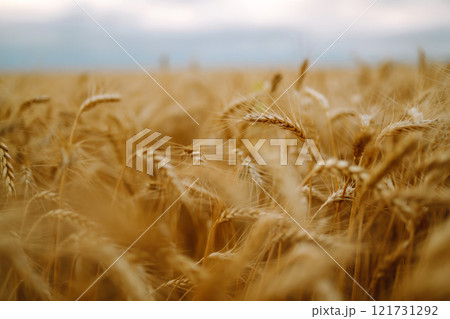 Golden spikelets of wheat in the field at sunset. Agricultural concept. Harvest nature growth. Golden spikelets of wheat in the field at sunset. Agricultural concept. Harvest nature growth. 121731292