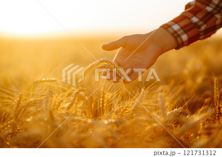 Wheat quality check. Farmer with ears of wheat in a wheat field. Harvesting. Agro business. Wheat quality check. Farmer with ears of wheat in a wheat field. Harvesting. Agro business. 121731312