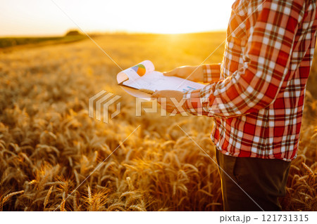 Wheat quality check. Farmer with ears of wheat in a wheat field. Harvesting. Agro business. Wheat quality check. Farmer with ears of wheat in a wheat field. Harvesting. Agro business. 121731315