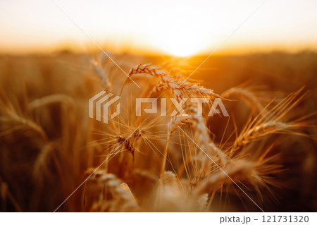 Golden spikelets of wheat in the field at sunset. Agricultural concept. Harvest nature growth. Golden spikelets of wheat in the field at sunset. Agricultural concept. Harvest nature growth. 121731320