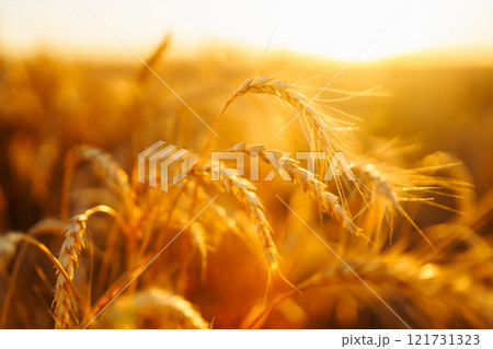 Golden spikelets of wheat in the field at sunset. Agricultural concept. Harvest nature growth. 121731323