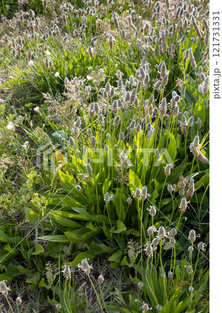 Plantain on a meadow, Sicily, Italy 121731331