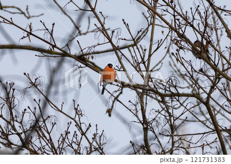 Red bird Eurasian bullfinch (Pyrrhula pyrrhula) 121731383