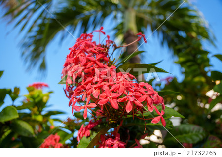 Stunning and Vibrant Red Tropical Flowers Beautifully Set Against a Bright Blue Sky 121732265