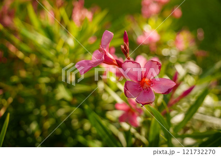 Stunning Vibrant Pink Flowers Set Against Lush Natural Greenery, a True Visual Delight Stunning Vibrant Pink Flowers Set Against Lush Natural Greenery, a True Visual Delight 121732270