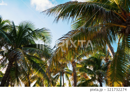 Experience a Lush Tropical Paradise featuring Tall Palm Trees beneath a Bright Sunny Sky 121732274