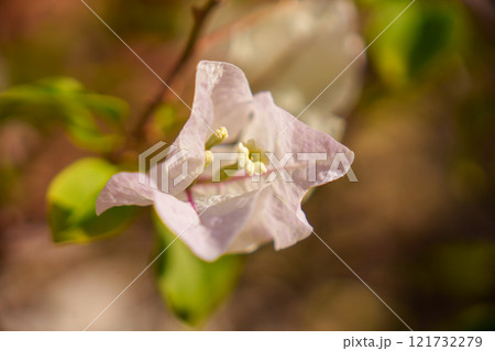 A Delicate and Beautiful White Bougainvillea Flower in Full and Gorgeous Bloom, Radiating Charm 121732279