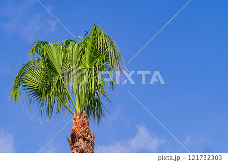 Green fresh leaves on top of trunk of young palm tree against background of blue clear sky on sunny day. Symbol of vacation season, summer weekends in resort warm southern exotic countries and states Green fresh leaves on top of trunk of young palm tree against background of blue clear sky on sunny day. Symbol of vacation season, summer weekends in resort warm southern exotic countries and states 121732303
