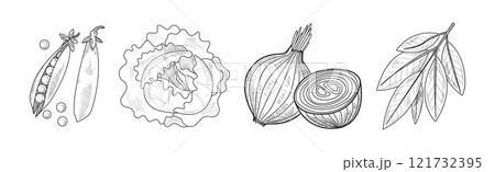 Sketch Vegetables as Garden Crop Harvest Vector Set 121732395