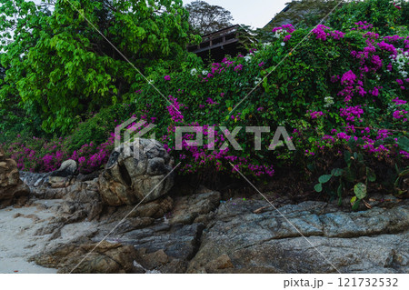 Landscape with purple bougainvillea flower 121732532