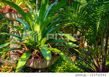 Tropical Botanical Garden 121732541