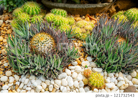 Cactus Garden in Tropical Park Cactus Garden in Tropical Park 121732543