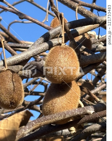 キウイフルーツ 121733483