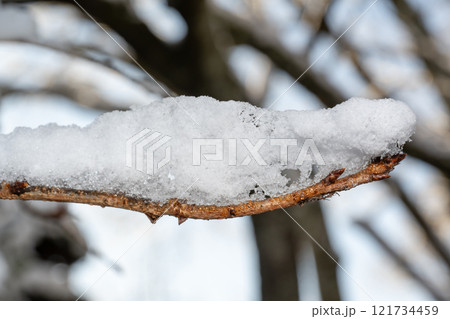 雪の積もった木の枝 雪の積もった木の枝 121734459
