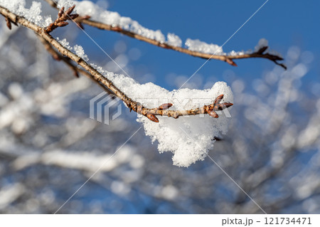 雪の積もった木の枝 121734471