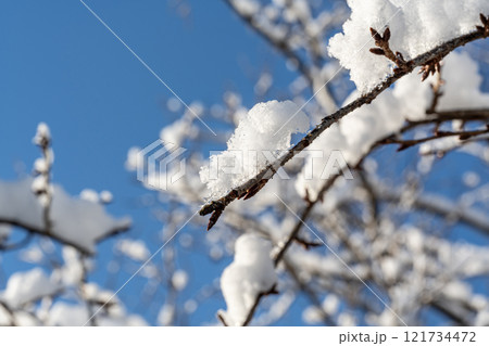 雪の積もった木の枝と青空 雪の積もった木の枝と青空 121734472