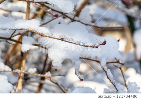 雪の積もった木の枝 121734480