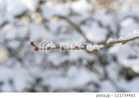 雪の積もった木の枝 雪の積もった木の枝 121734481
