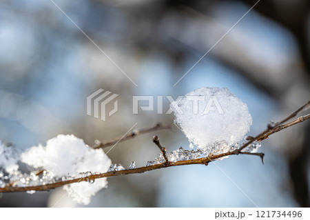 雪の積もった木の枝 雪の積もった木の枝 121734496