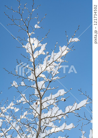 雪の積もった木の枝と青空 雪の積もった木の枝と青空 121734502