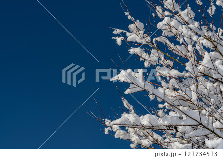 雪の積もった木の枝と青空 雪の積もった木の枝と青空 121734513