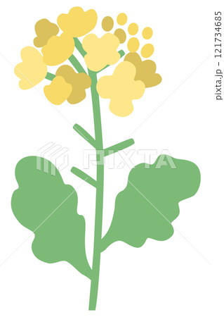 菜の花のベクターイラスト 菜の花のベクターイラスト 121734685