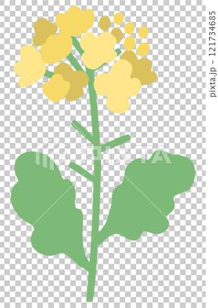 菜の花のベクターイラスト 菜の花のベクターイラスト 121734685