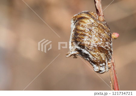 ユキヤナギの枝に産み付けたハラビロカマキリの卵 121734721