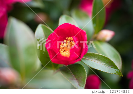 赤いサザンカの花 121734832