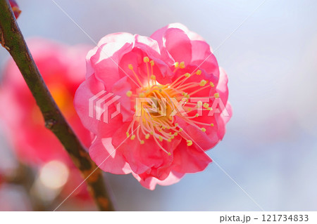 梅の花（八重寒梅） 121734833