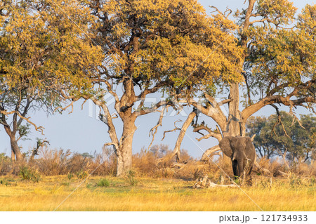African Elephant grazing in the Okavango Delta at sunset 121734933