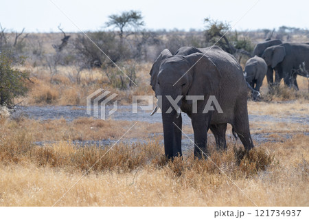 A herd of African Elephants A herd of African Elephants 121734937