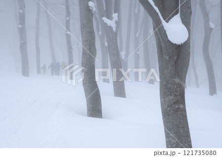 山スキー　樹林帯を行く 121735080