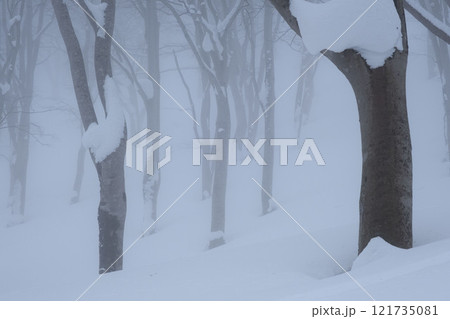 冬のブナの森 121735081