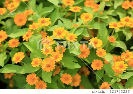 可愛い　ジニアの花 121735227