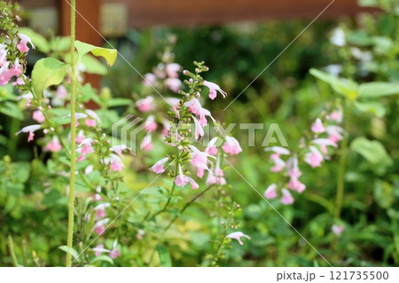 可愛い　サルビア　コネクシアの花 121735500