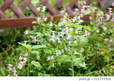 可愛い サルビア コネクシアの花 可愛い サルビア コネクシアの花 121735502