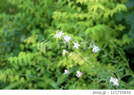 ガウラの花 ハクチョウソウ ガウラの花 ハクチョウソウ 121735638